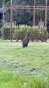 I’ve never seen any hoppy furry friends this close to the wedding venue before! 🦘💛🙏🏻 | Mystwood Weddings