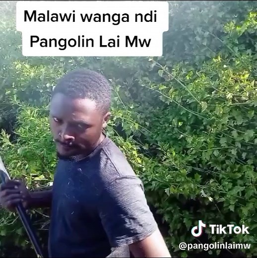 Pangolin Lai Mw on TikTok