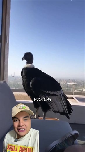 Explora el Cóndor: Un Animal Legendario en Casa