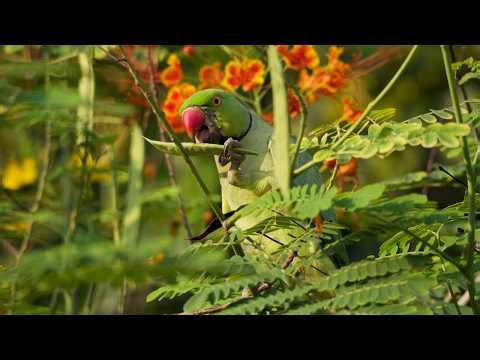 Morning Wildlife at Tampines Eco Green | Parakeet, Lizard and Baya Weaver