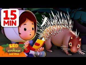 ¡Cuidado con las púas del puercoespín! 🦔 | Leo, El Explorador | Animación