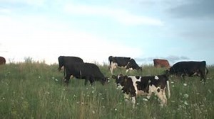 4.5K views · 46 reactions | Learn more about Holistic Management and...