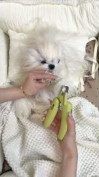 🐶 Elegant Pup’s Nightly Care ✨ | Maltese Hair Detangling Routine#Maltese#DogHairDetangling