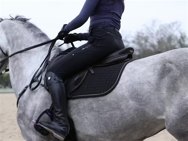There's another new grey in our barn! Meet Autumn Leaves a.k.a. "Leni." Leni is a 6-year-old Holsteiner mare that was being produced in Germany and that Dirk Schrade Eventing found. Dirk is not only a great rider, he tracks a lot of the horses in Europe - especially Germany - and has become a good source of horses. A wonderful group of owners came together to purchase her, including Tracy Egan, Dr. Kevin Keane, Caroline Moran and Michael Taylor. Leni will start out at the lower ranks of eventing