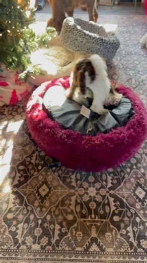 I have given my friend fair warning about Roman and his wild behaviors .I have a feeling she may change his name back to Chuckie soon lol . Did yall know today is national cheese day ? #weird #NationalCheeseDay #chuckie #poodle #poodlelife | Poetry Poodles