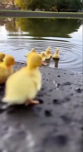 Kute Ducklings