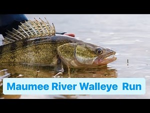 How To: Maumee River Walleye tips and tricks 🎣