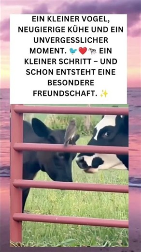 Ein kleiner Schritt, eine große Freundschaft 🐦❤️🐄 #greenscreen