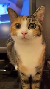 Cat meowing #cat #reels #shorts #cats #meowing | Love Meow