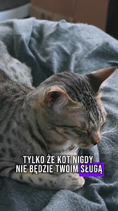 615K views · 8.8K reactions |  Twój kot Cię słyszy… tylko udaje, że nie. Rozumie imię, ton głosu i kontekst — po prostu reaguje wtedy, gdy on chce  A Twój kot? Ignoruje czy udaje?  #kot #koty #kotdomowy #ciekawostki #zwierzęta #catlover #catfacts #petcare #mruczek #faktybezkocichgranic | Faktybezgranic | Facebook