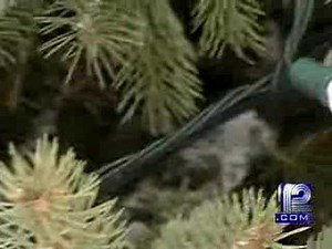 Squirrels Blamed For Lighting Woes