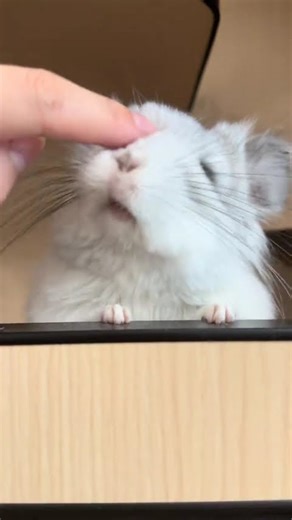 These two little hands are so rare#Cute Pet Debut Plan.#Here comes the Totoro#Interaction