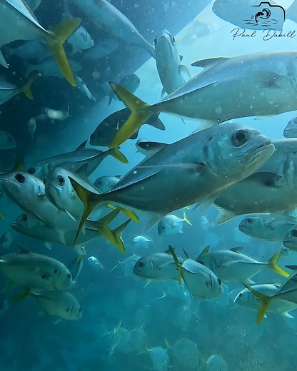 Unveil the Secret World of Marine Magic at Sailfish Marina on Singer Island! 🌊✨ Filmed June 29th, 2024 at Singer Island, Florida 🌴 | Paul Dabill Photography