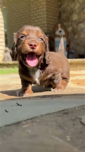 Cute Dogs Compilation 🐶