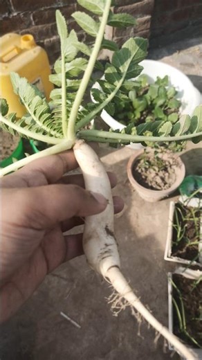 Harvesting of raddish (Moli) from the rooftop garden #gardeningtips #viral #diygardening