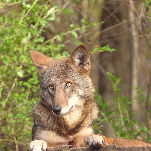 53K views · 3.9K reactions | Every Red Wolf is unique, valued, and worth saving. Join us ➡️ https://nywolf.org/join-us/ | Wolf Conservation Center | Facebook