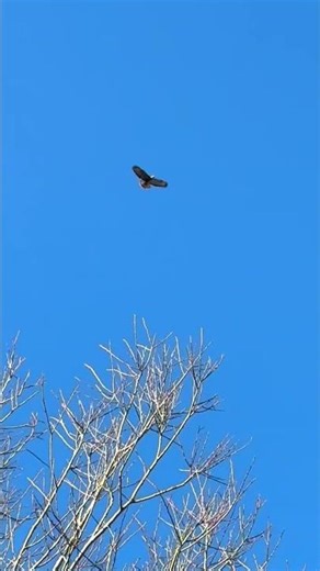 Beautiful buzzard flying in the sky #birds #nature #wildlife #animals