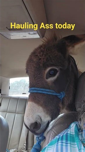 mini donkey gone to new home in TN. She rode really well 3 hours in the car. #donkey #miniature