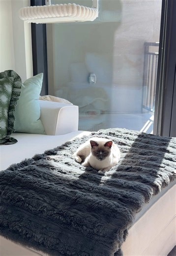 Sunday Reset Routine with My New Roommate Coco