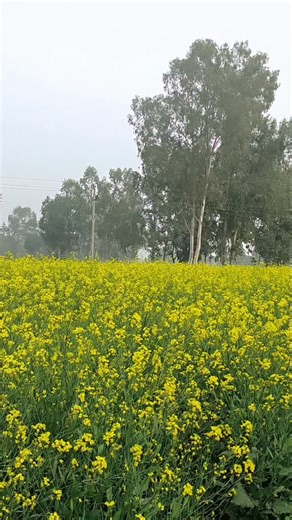Aas Aasmohammad on Instagram: "दुल्हन सी सजी धरती खुला आसमान 😘 . . . . . . . .. #amazing #food #happiness #nutrition #beauty"