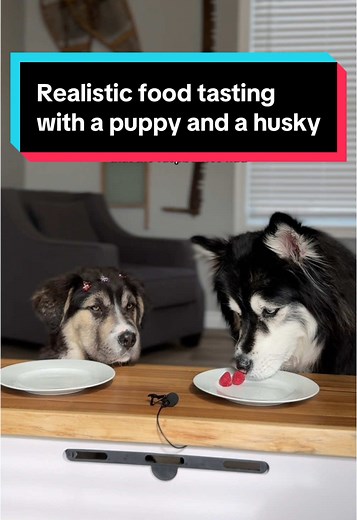 Realistic Food Tasting with a Puppy and a Husky