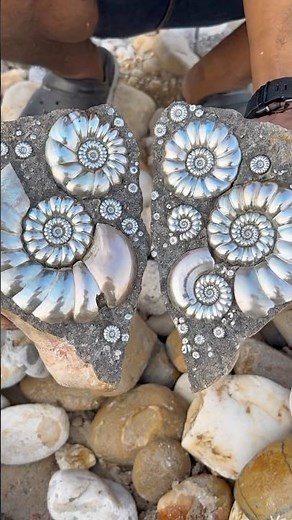 Hidden Blue Ammonite Fossils Revealed Inside Ancient Stone!
