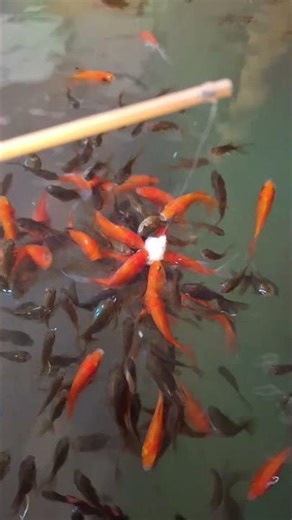 ASMR FISHING #29 | Relaxing Fish Vibes