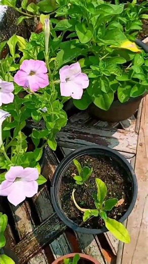 Petunia Seed Germination Plant! #shorts #trending #youtubeshorts #viral #explore