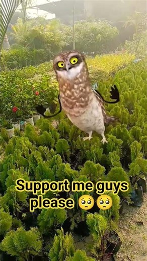 Naya trend launch ho gaya hai — owl dance Aa Pate Pate Aa” 😂