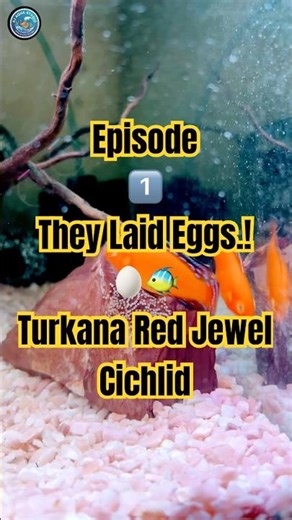 Episode 1: They Laid Eggs.! 🥚🐠🐟 | Turkana Red Jewel Cichlid | #fishing #aquarium #love #nature