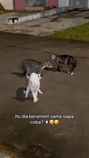 The Leon King on Instagram: "Ternyata Fakta 🤦🏻‍♀️ #eyonsayangku #catlover #pecintakucing #catsofinstagram"