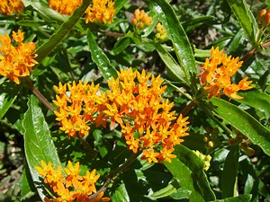 Asclépiade tubéreuse, Asclepias tuberosa