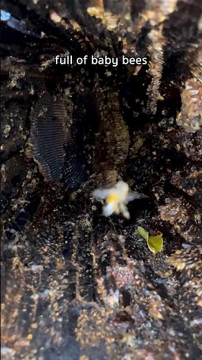 A log full of bees #shorts #bees #beekeeping #beekeeper #honeybees #savethebees #beeswarm #honeycomb