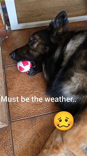 I got the message..do not disturb #gsd #germanshepherddog #dogshort #dogvideo