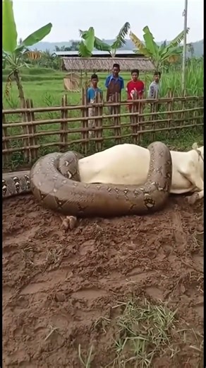 Villagers Panic as a Giant Python Coils Around a Cow