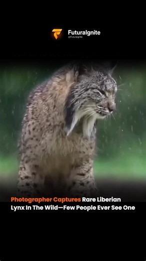 Rare Liberian Lynx Spotted In The Wild On Camera