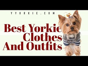 Do Yorkies Like to Wear Clothes (Plus Top 3 Outfits for Yorkshire Terriers)