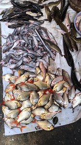 1.5K views · 17 reactions | Cambodia Fish Market | Ros Rorn - រស់ រ៉ន | Facebook