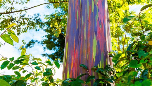 The Curious Reason Why The Rainbow Eucalyptus Tree Is Streaked With Psychedelic Colors