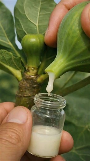 Most people underestimate fig sap. It’s literally five times more expensive than silver... 💬👀 | Blossom & Thrive Hacks