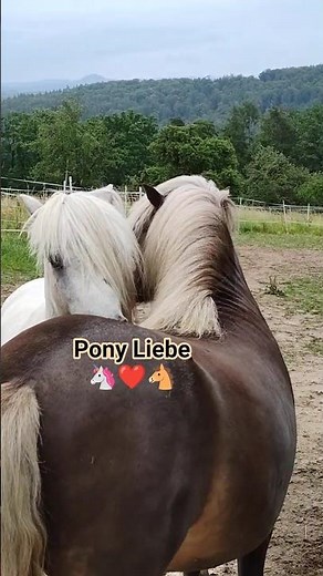 So sieht wahre Pony-Liebe aus! 😍 Final & Ori beim Grooming 🐴 #pferde #pony