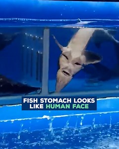 6.7K views · 45 reactions | This fish has everybody talking! 勞 | Love This | Facebook