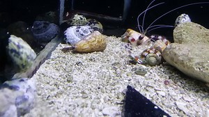 Tiger Sand Conch round up! Petworldrochester.com #petworldrochester #saltwatertank #saltwater #conch #homeaquarium | Pet World | Facebook