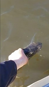 2 different types of releases