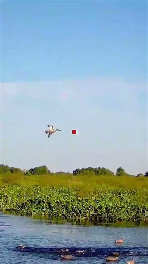 #Ducks 🦆🦆🦆🦆🦆hunting beautiful video shot #duckhunting #foryou