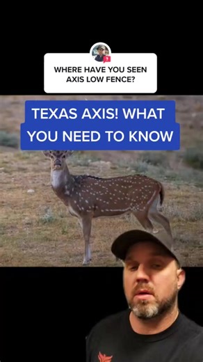 328K views · 3.3K reactions | Axis Deer In Texas #axisdeer #axis #whitetaildeer #hunting #exotics #hunters #exoticgame | James Bigley Ranches | Facebook