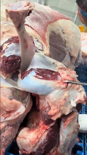 Core beef slaughter skills, easy for beginners