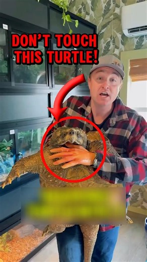Never Put Your Hand Near a Snapping Turtle! #shorts