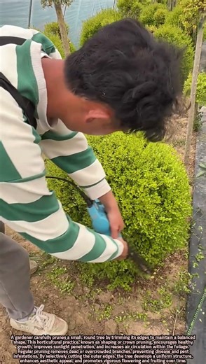 Pruning a Small Round Tree by Trimming Edges for Healthy Growth and Shape