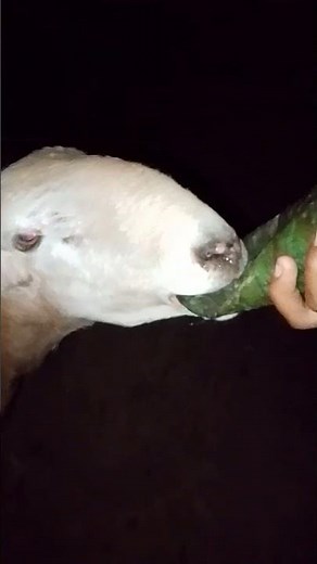 Sheep Sounds Relaxing & Satisfying Video